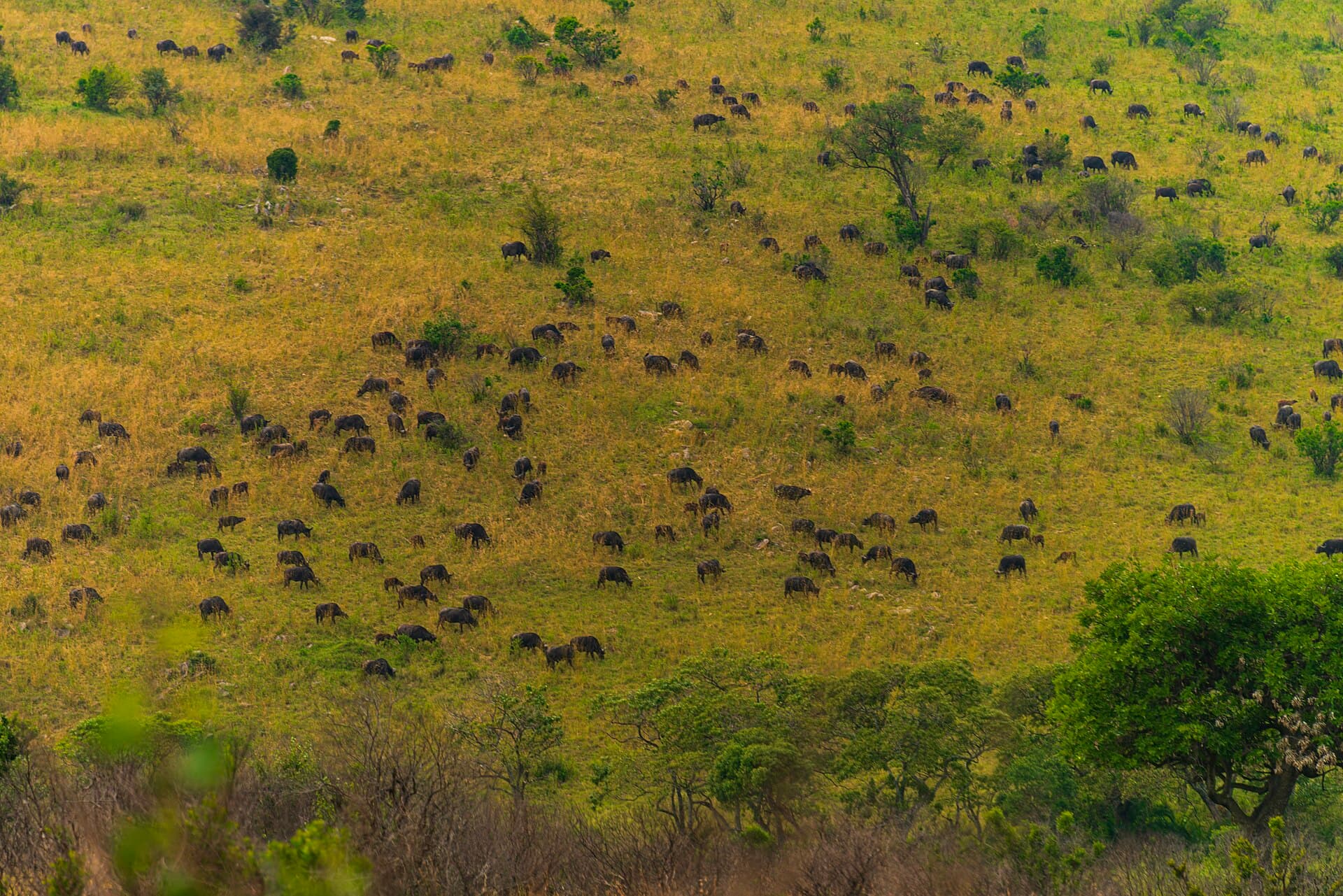 Wildebeest on a Mara hillside